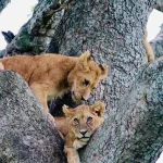 Big Five animals in Uganda including lion, elephant, leopard, buffalo and rhino