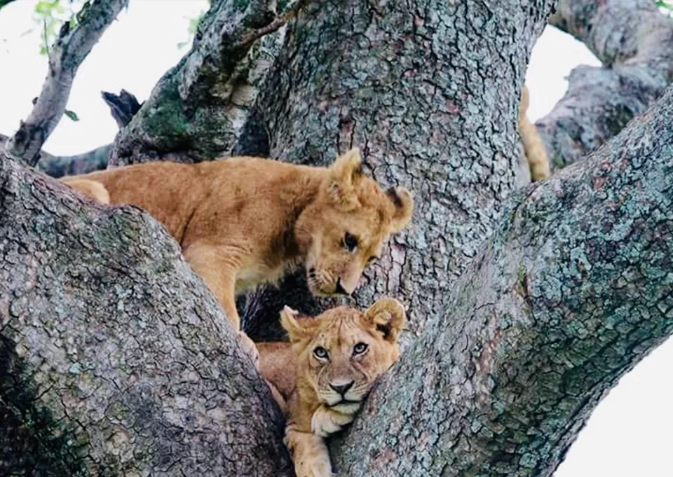 Big Five animals in Uganda including lion, elephant, leopard, buffalo and rhino