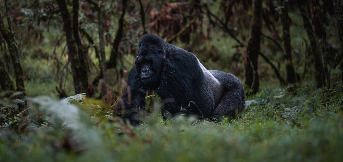 Customized Uganda safari itinerary with gorilla trekking and wildlife experiences
