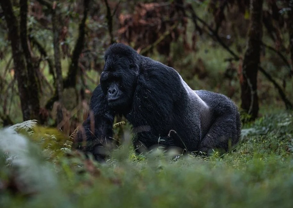 Customized Uganda safari itinerary with gorilla trekking and wildlife experiences