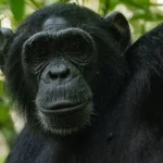 Chimpanzees from the Ngogo community in Kibale National Park, Uganda, during a territorial encounter