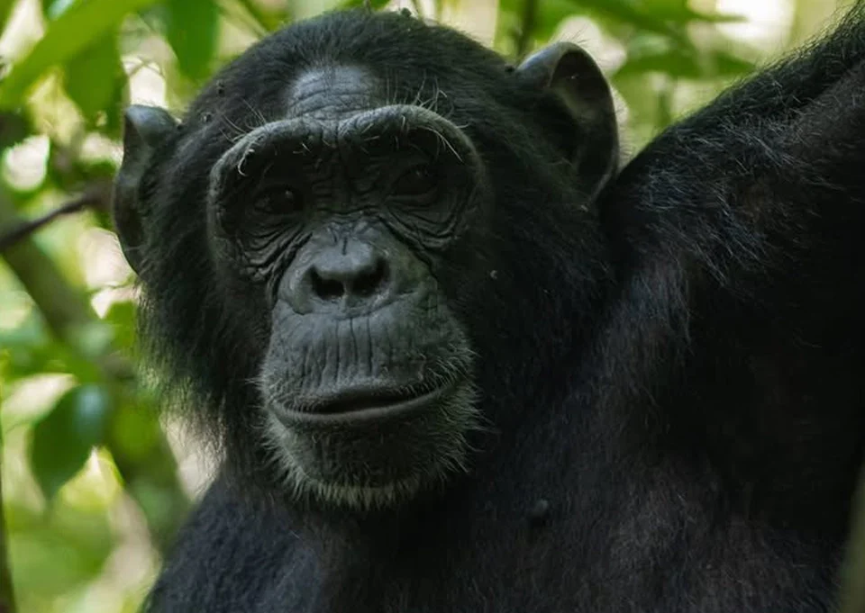 Chimpanzees from the Ngogo community in Kibale National Park, Uganda, during a territorial encounter