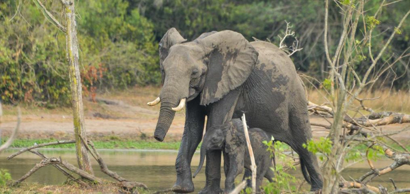 Elephants grazing in Queen Elizabeth National Park Uganda