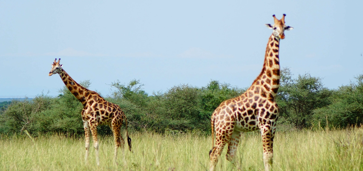 Gorilla trekking and wildlife safari in Murchison Falls National Park Uganda