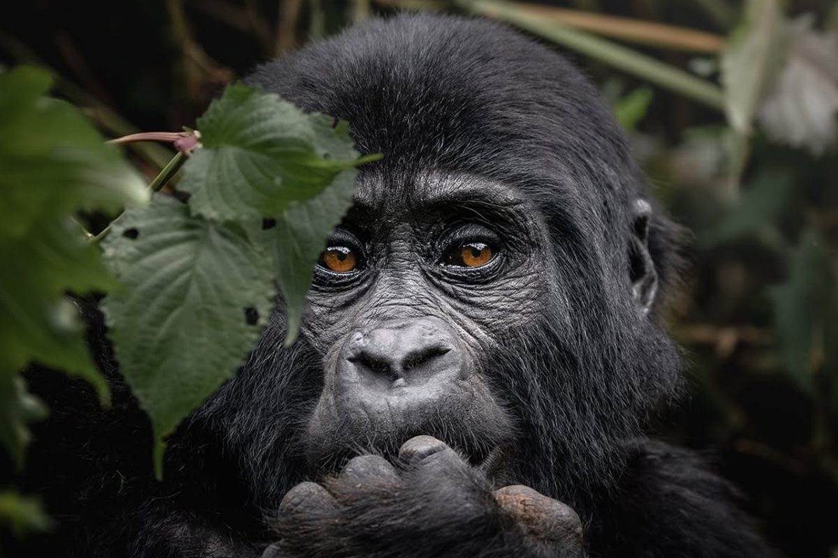 Gorilla Trekking & Safari
