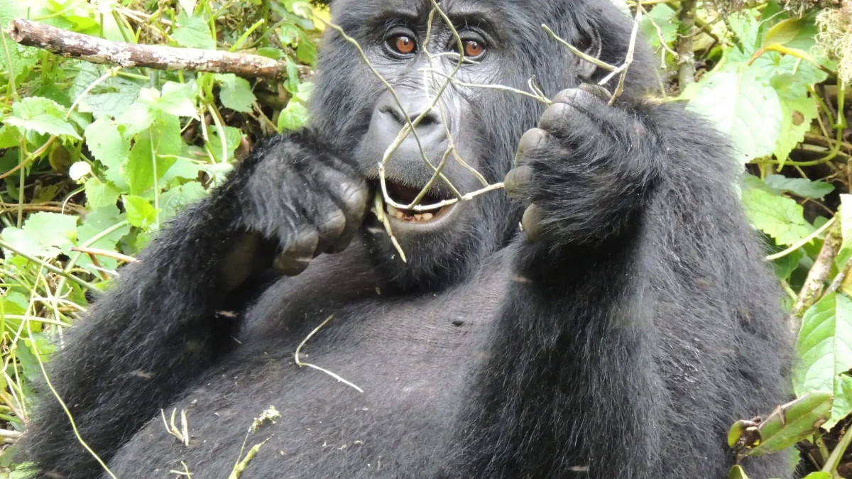 Tourists observing a mountain gorilla from the recommended 7-meter distance during gorilla trekking in Bwindi Impenetrable National Park, Uganda.