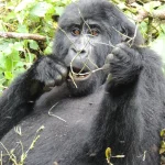 Tourists observing a mountain gorilla from the recommended 7-meter distance during gorilla trekking in Bwindi Impenetrable National Park, Uganda.