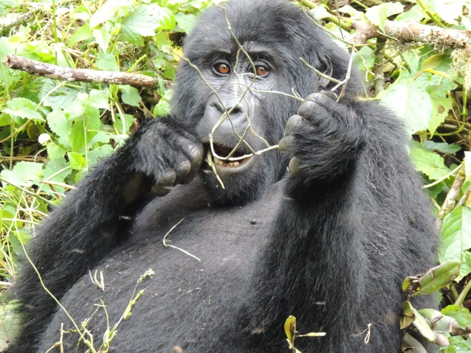 Tourists observing a mountain gorilla from the recommended 7-meter distance during gorilla trekking in Bwindi Impenetrable National Park, Uganda.
