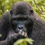 How much time do I spend with the gorillas excerpt