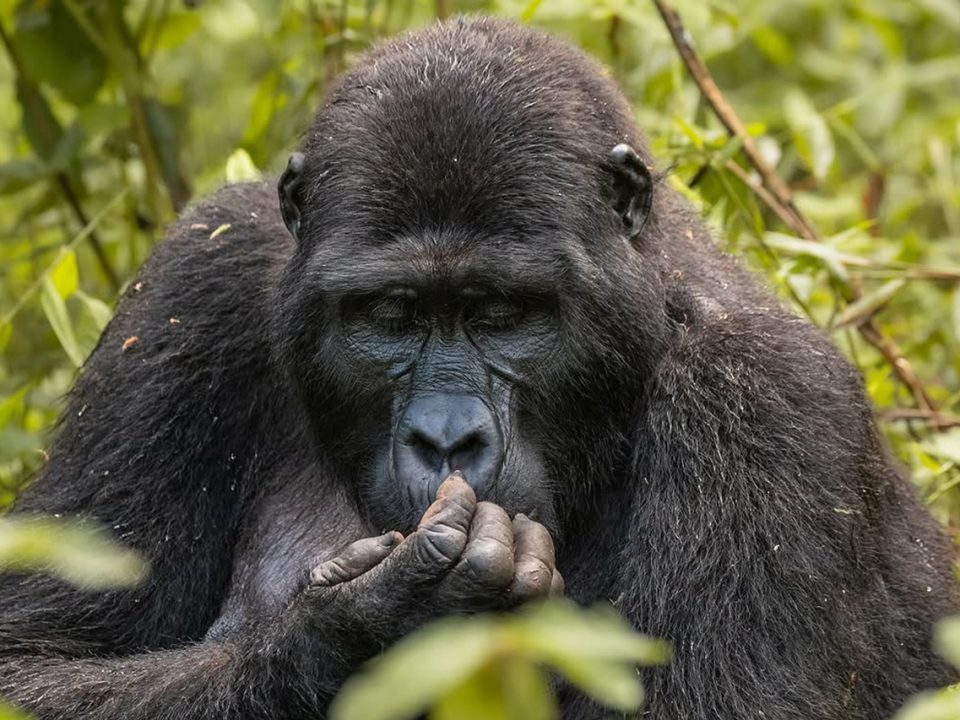 How much time do I spend with the gorillas excerpt
