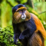 How far in advance to book a gorilla permit for trekking in Uganda