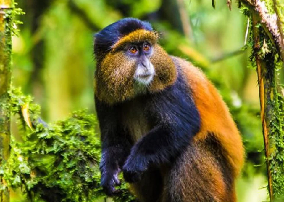 How far in advance to book a gorilla permit for trekking in Uganda
