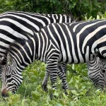 Travelers enjoying a multi-day Uganda safari with wildlife and gorilla trekking experiences