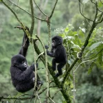 How Difficult Is Gorilla Trekking?