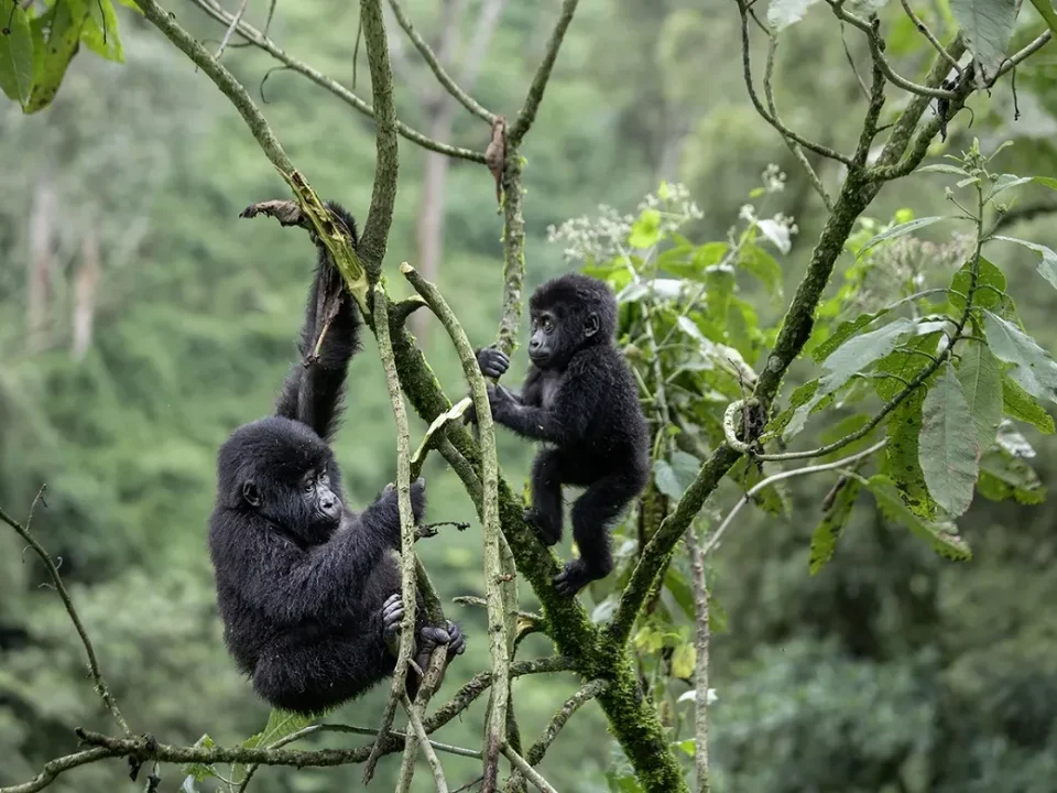 How Difficult Is Gorilla Trekking?
