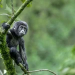 How Much Does Gorilla Trekking in Bwindi Cost?