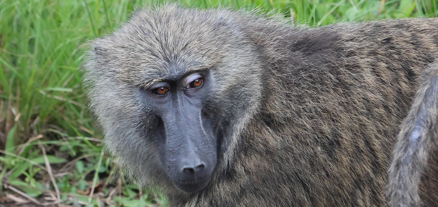 Olive baboons in Kibale Forest National Park Uganda