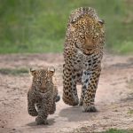 Can you see leopards on a Uganda safari?
