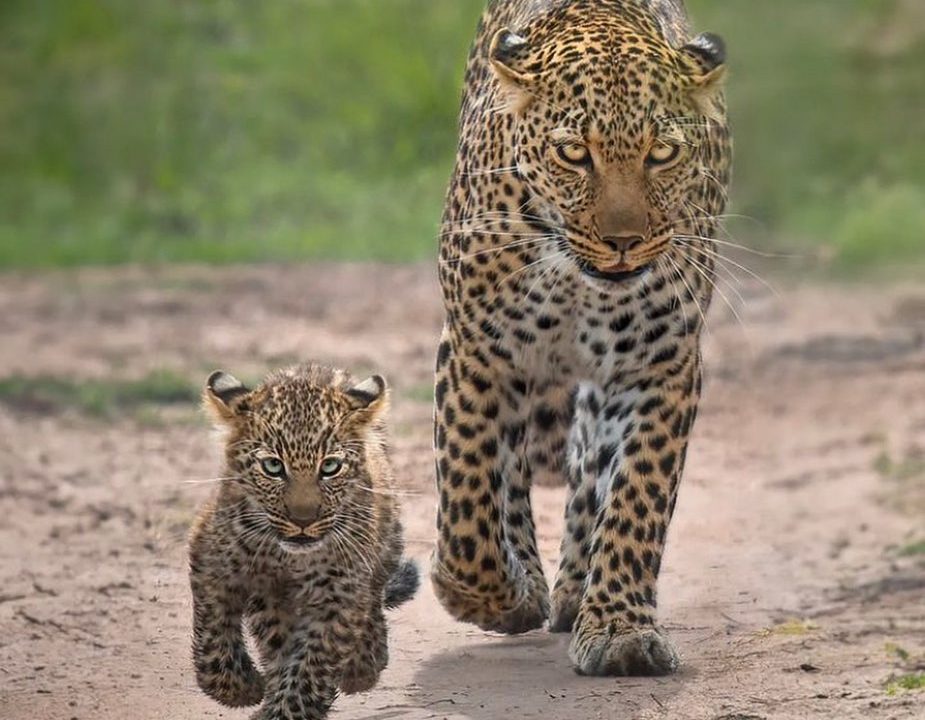 Can you see leopards on a Uganda safari?