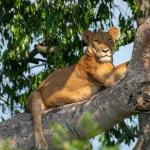 Tree-climbing lions resting on a fig tree in Ishasha, Queen Elizabeth National Park, Uganda