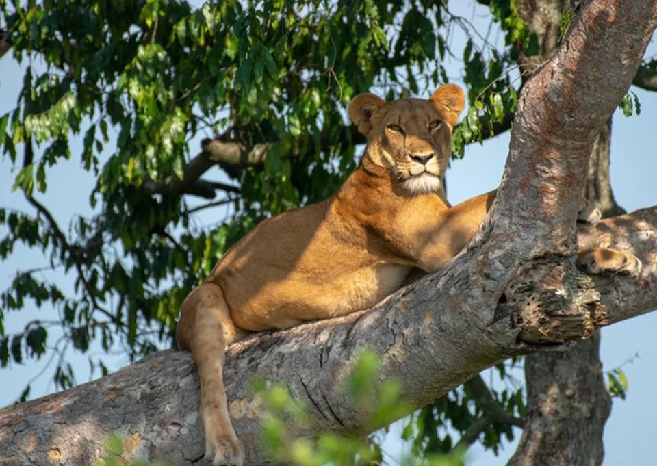 Tree-climbing lions resting on a fig tree in Ishasha, Queen Elizabeth National Park, Uganda