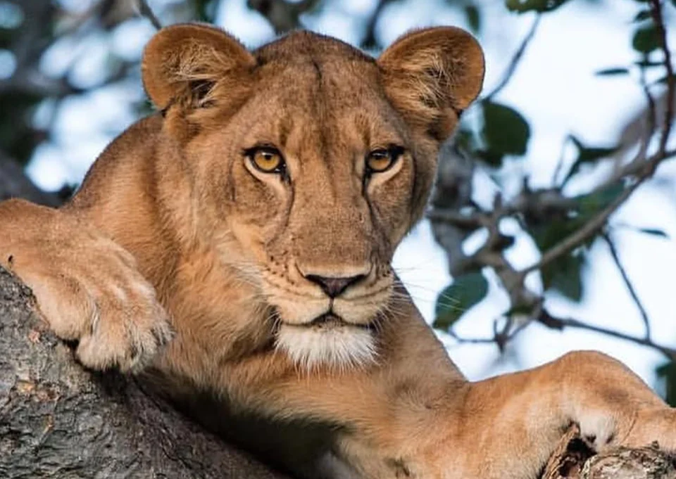 Tree-climbing lions resting in a fig tree in Ishasha, Queen Elizabeth National Park, Uganda