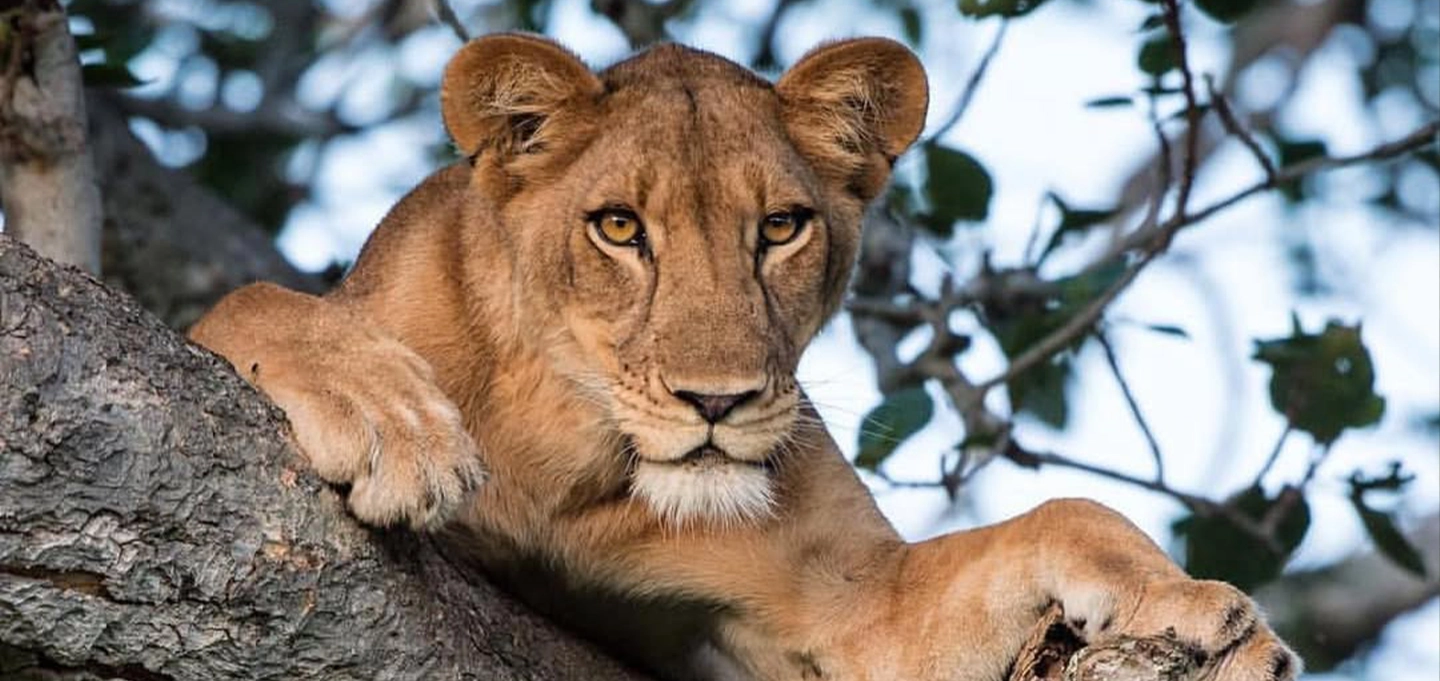 Tree-climbing lions resting in a fig tree in Ishasha, Queen Elizabeth National Park, Uganda