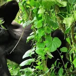Traveler preparing for gorilla trekking in Uganda after becoming sick before the trek
