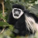 Black-and-white colobus monkey in Kibale National Park Uganda