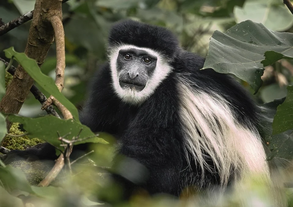 Black-and-white colobus monkey in Kibale National Park Uganda