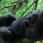 Payment methods available for booking a Uganda safari with Tukumbe Tours & Travel