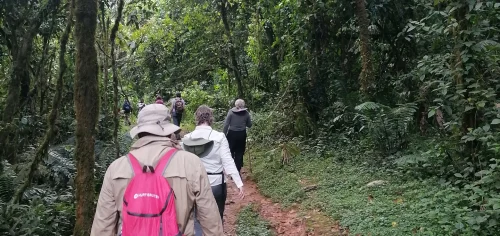 Gorilla trekking permits and mountain gorillas in Bwindi Impenetrable National Park, Uganda, illustrating why gorilla permit refunds are restricted.