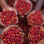 Robusta coffee growing on a Ugandan coffee farm