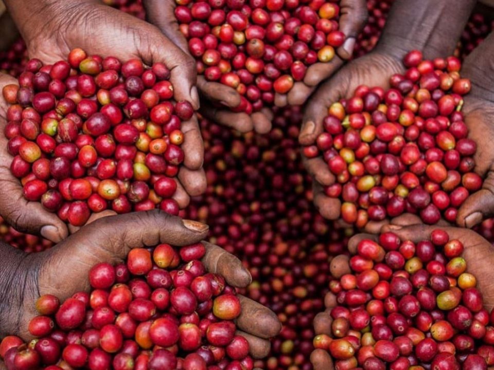 Robusta coffee growing on a Ugandan coffee farm