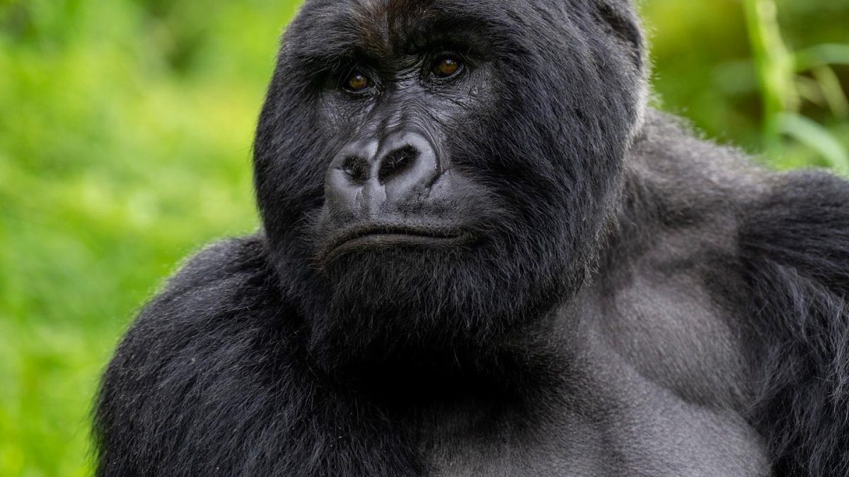 Mountain gorilla family during a one hour gorilla trekking encounter in Bwindi Impenetrable National Park, Uganda