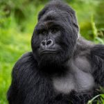 Mountain gorilla family during a one hour gorilla trekking encounter in Bwindi Impenetrable National Park, Uganda