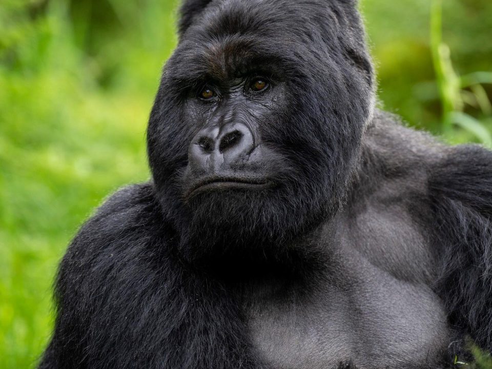 Mountain gorilla family during a one hour gorilla trekking encounter in Bwindi Impenetrable National Park, Uganda