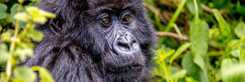 Gorilla trekking permit and mountain gorillas in Bwindi Impenetrable National Park, Uganda