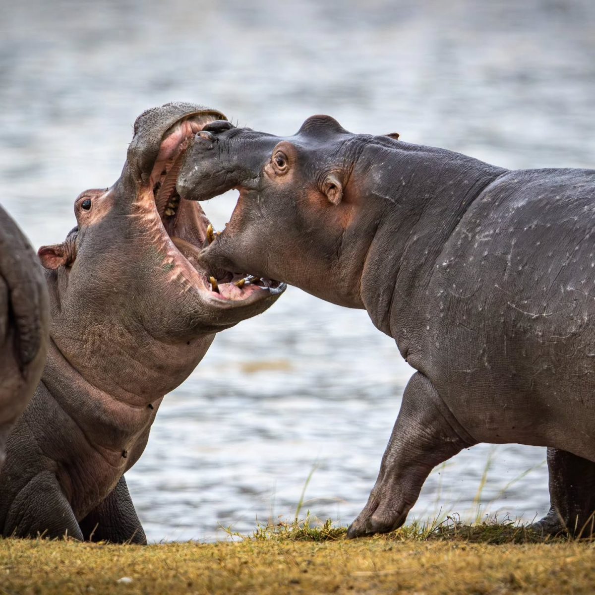 Hippos resting in the Kazinga Channel in Queen Elizabeth National Park Uganda