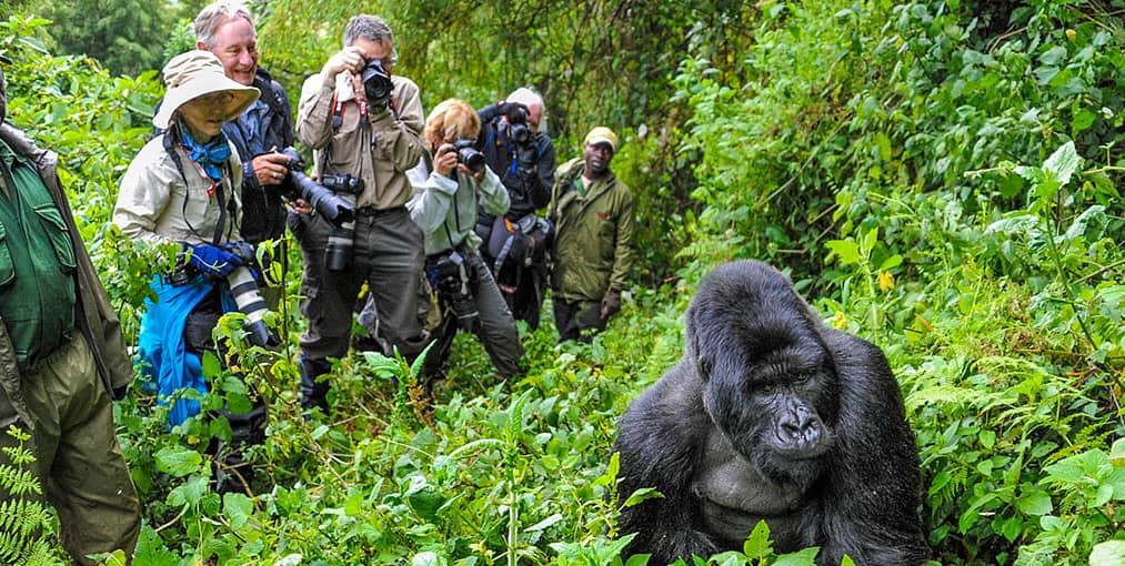 Travelers planning an early Rwanda gorilla safari in Volcanoes National Park