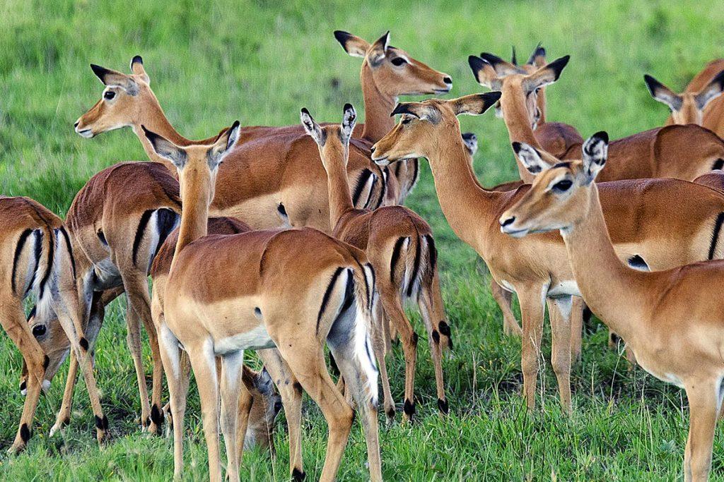Impalas grazing in Lake Mburo National Park Uganda