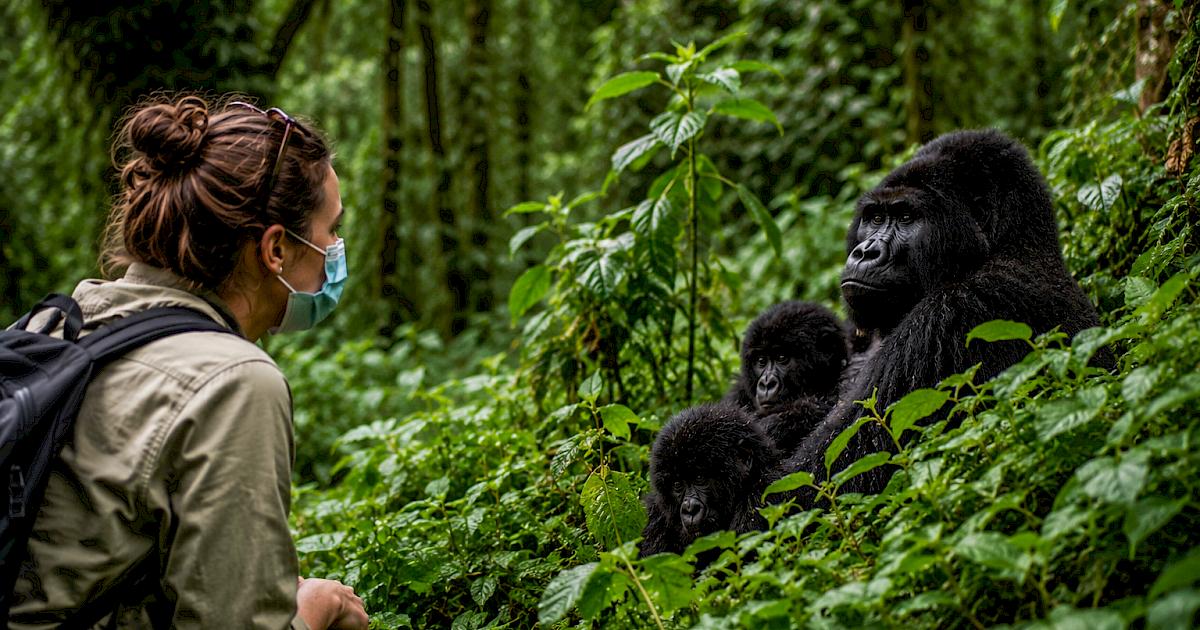 Tourists observing mountain gorillas during a Rwanda gorilla trekking experience