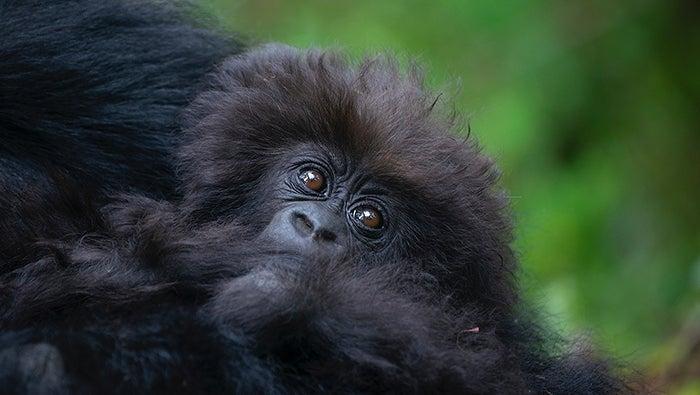 Mountain gorilla given a name during Rwanda's Kwita Izina conservation ceremony