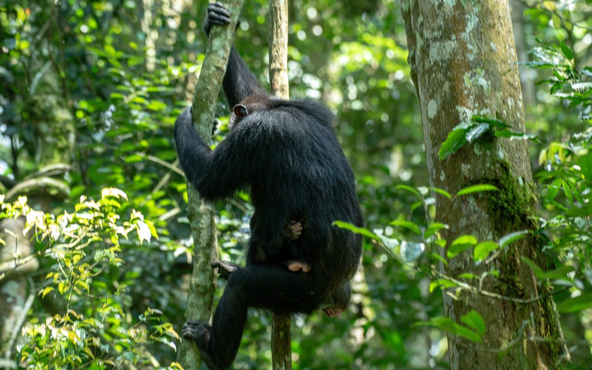 Mountain gorilla in Bwindi Impenetrable National Park during gorilla trekking safari from Kigali, Rwanda, with Tukumbe Tours and Travel.