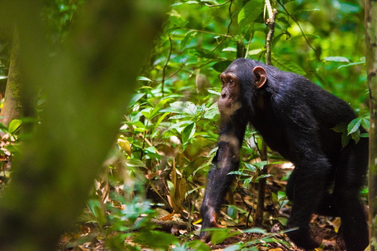 Rwanda as a gateway to East African adventures, offering gorilla trekking, wildlife safaris, and unforgettable nature experiences across the region.