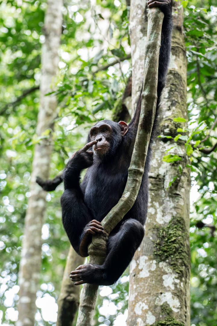 Discover hidden gems in Uganda and Rwanda, including scenic landscapes, local communities, wildlife destinations, and authentic travel experiences with Tukumbe Tours and Travel.