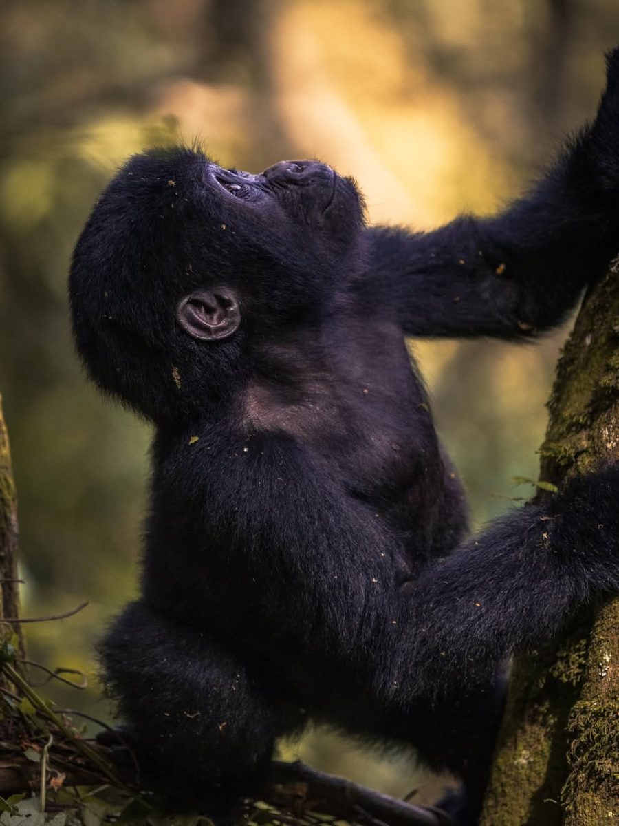 Travellers discovering authentic cultural experiences, beautiful landscapes, and wildlife beyond famous attractions in Uganda and Rwanda with Tukumbe Tours and Travel.