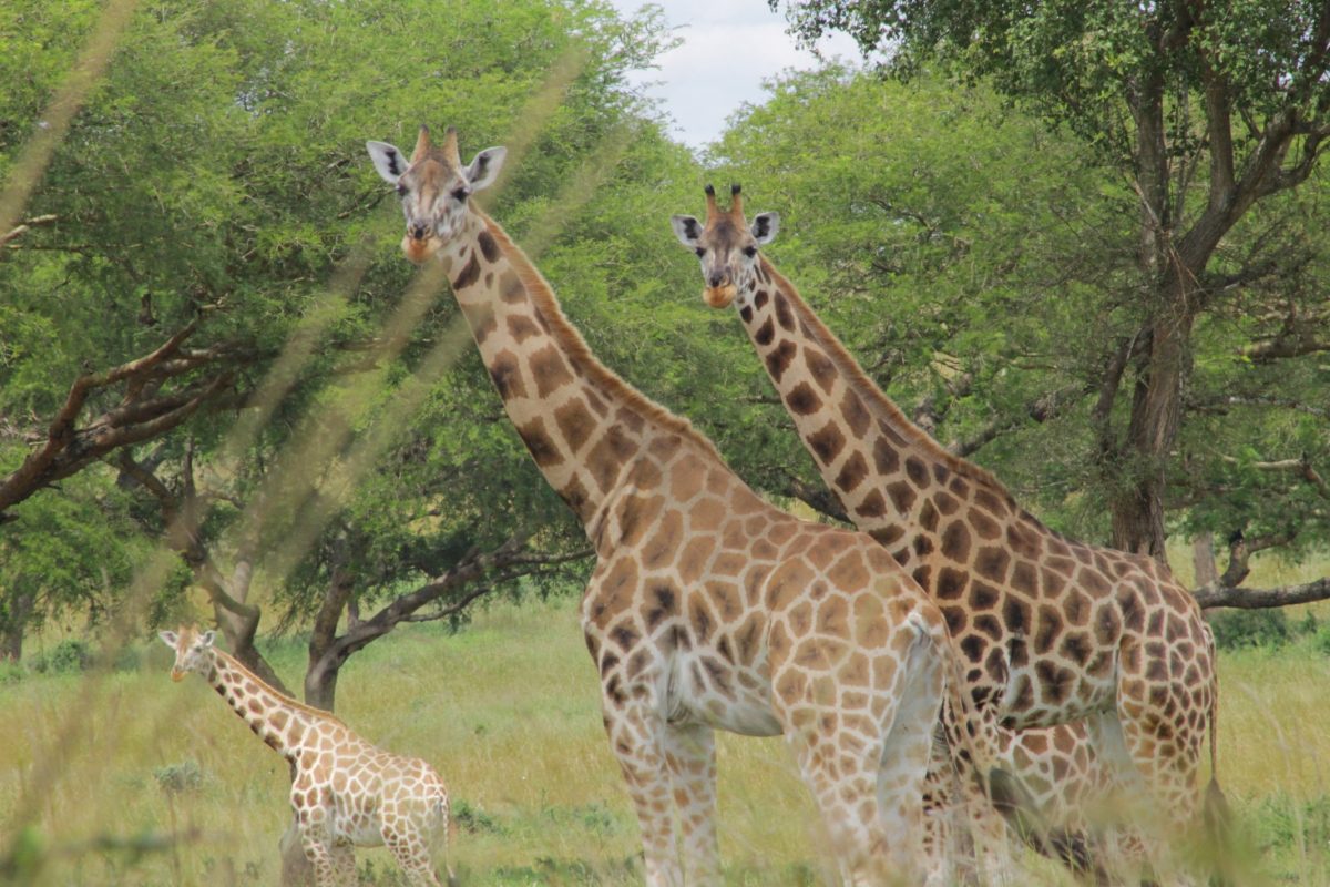 Rwanda wildlife safari showcasing the country’s natural attractions and opportunities for visitors to explore national parks after Formula 1 events.