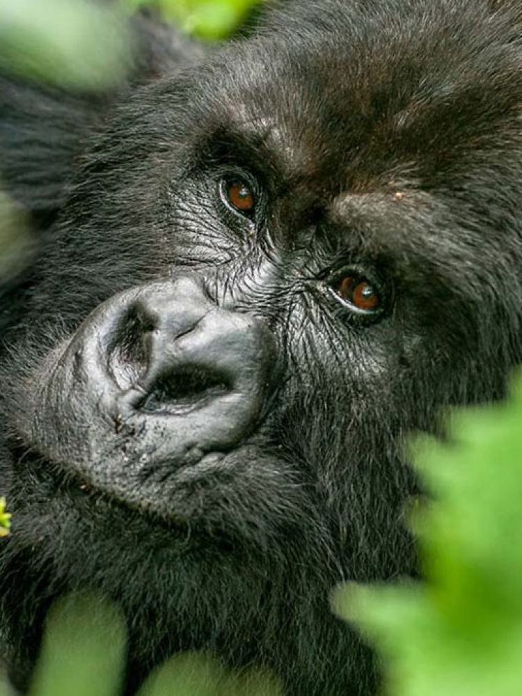 gorilla-trekking-uganda