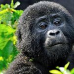 Gorilla Trekking-Best Wildlife